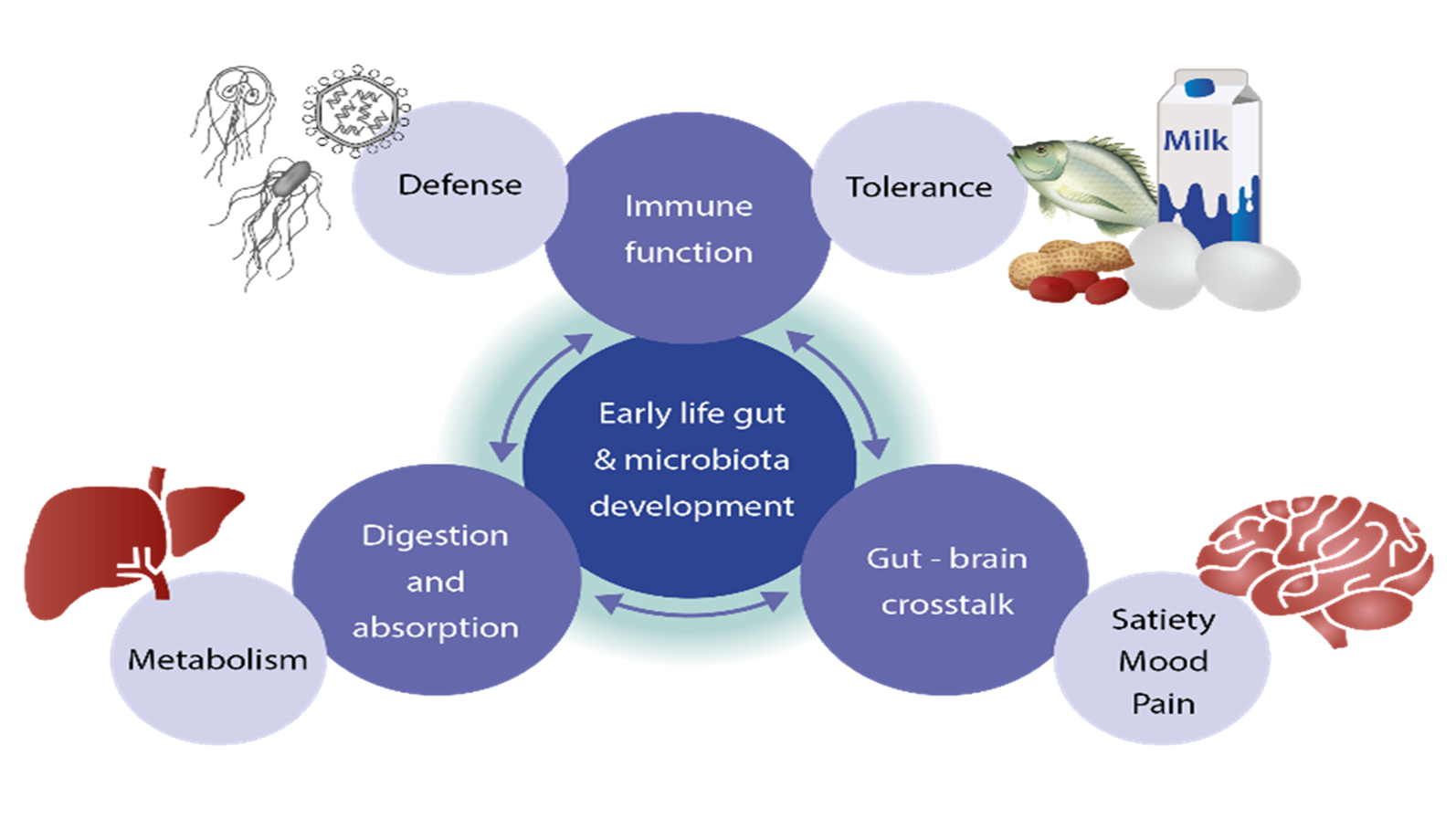 The Central Role Of The Gut Danone Nutricia Research