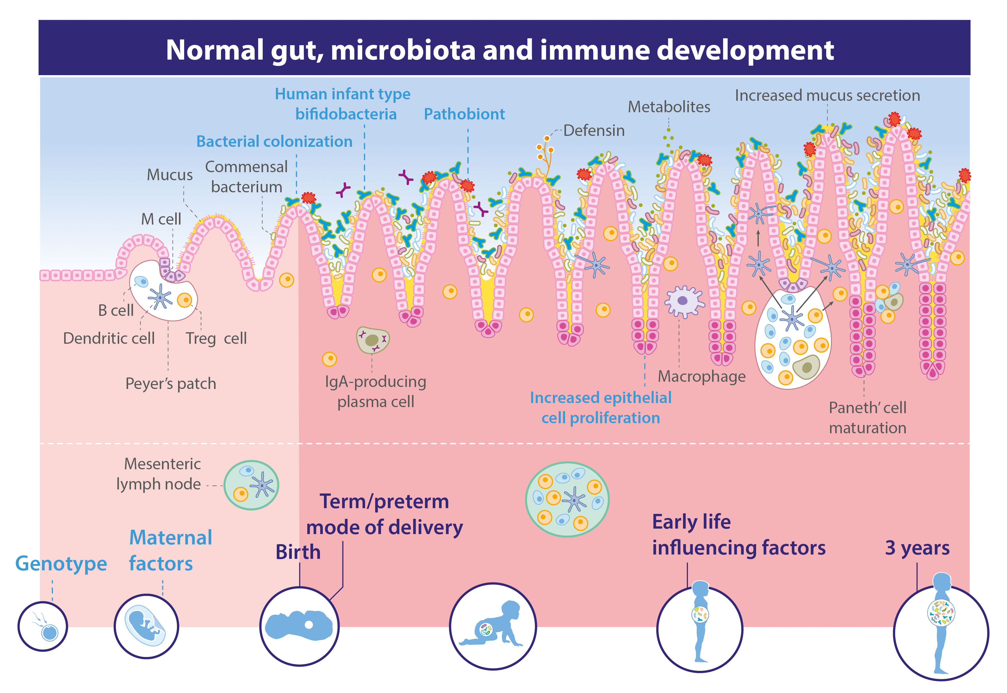 The Infants Gut A Centre Of Immunity Danone Nutricia Research